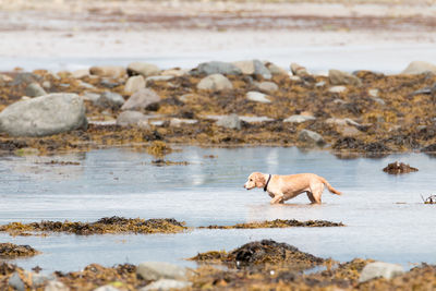 View of dog on beach