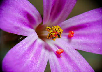 Close-up of pink crocus flower