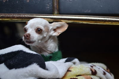 Close-up of a mini dog