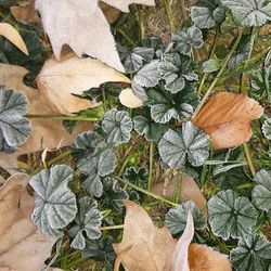 Full frame shot of leaves