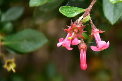 Close-up of pink flowering plant