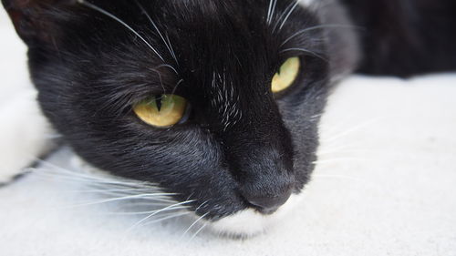 Close-up portrait of black cat