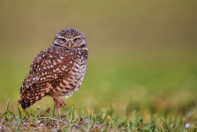 bird