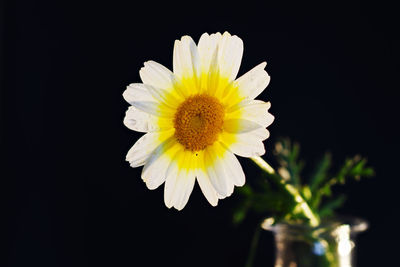 Close-up of white daisy flower against black background