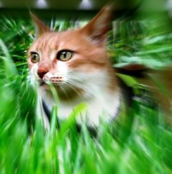 Close-up portrait of cat