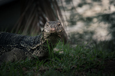 Close-up of lizard on grass