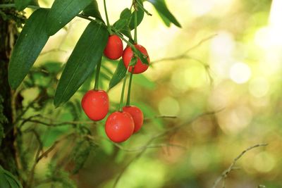 Close-up of cherries growing on tree