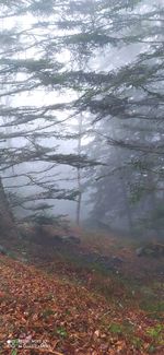 Trees in forest during foggy weather