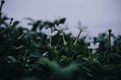 Close-up of flowering plants on field