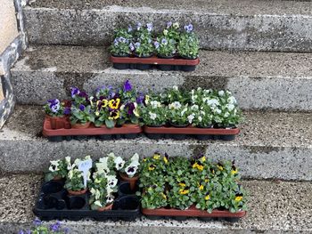 High angle view of potted plants on sidewalk against wall