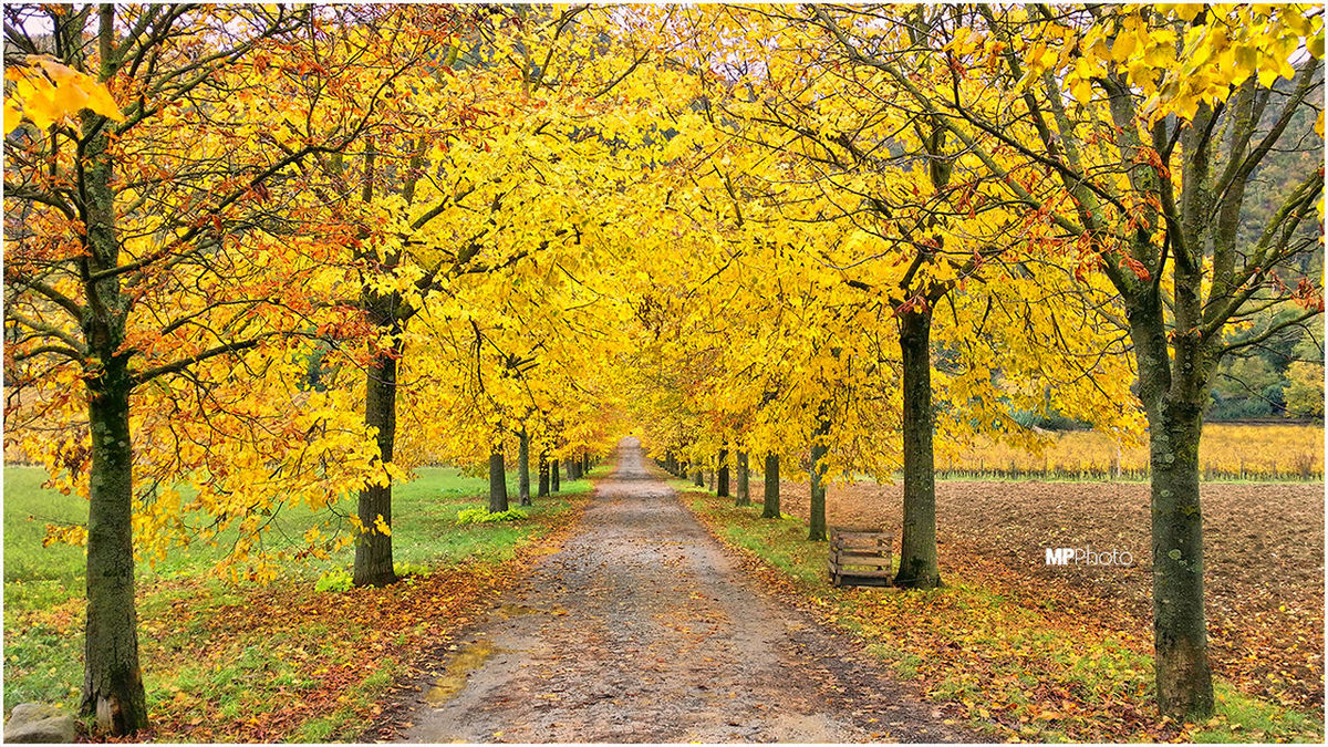 tree, autumn, change, yellow, the way forward, season, branch, tranquility, treelined, diminishing perspective, beauty in nature, growth, nature, orange color, footpath, leaf, tranquil scene, scenics, vanishing point, park - man made space