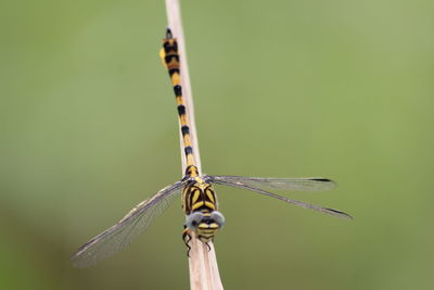 Close-up of dragonfly on twig