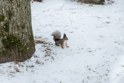 Squirrel on snow covered land