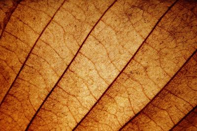 Full frame shot of tiled floor