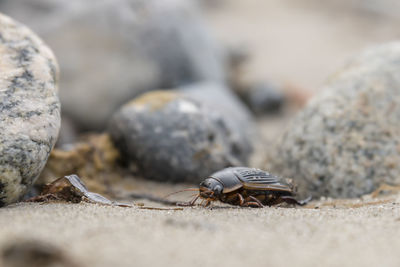 Large swarm beetle crawls over stones at the european baltic sea coast