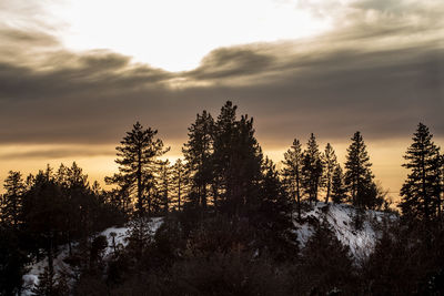 Trees against sky during sunset