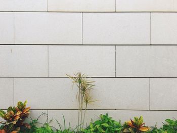 Plants growing on wall