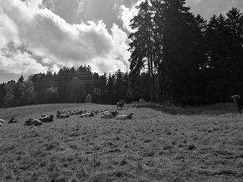 Trees on field against sky