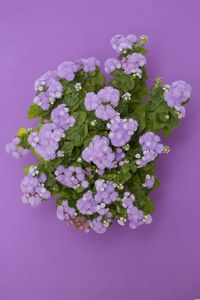 Close-up of hydrangea against blue background