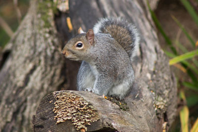 Close-up of squirrel sitting on tree trunk