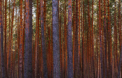 Full frame shot of trees in forest