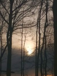 Silhouette of bare trees in forest during sunset