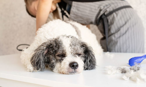 Portrait of dog relaxing on bed at home