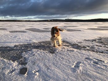 Dog on snow covered land