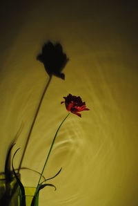Close-up of insect on red flower