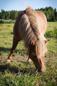 Close-up of horse grazing on field