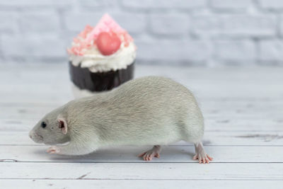 Close-up of a eating food