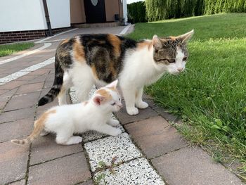 Cats relaxing on footpath