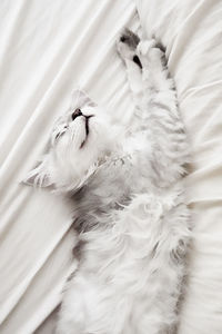 Close-up of cat lying on bed