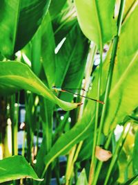 Close-up of insect on plant