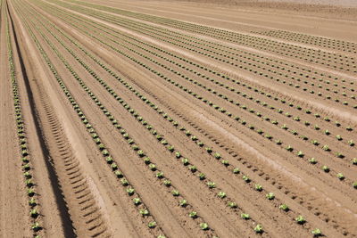 High angle view of agricultural field