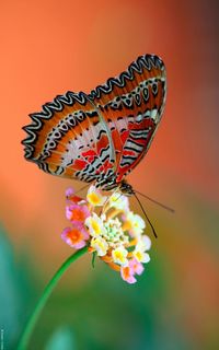 Close-up of butterfly pollinating