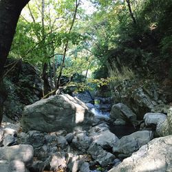 Stream flowing through rocks in forest