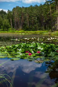 Lotus water lily in pond