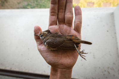 Human hand holding bird