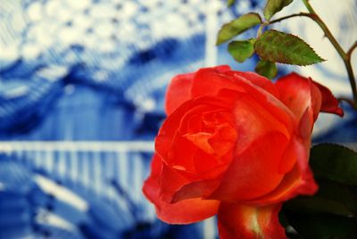 Close-up of red rose