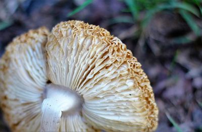 Close up of mushroom