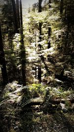 Plants growing on tree trunk