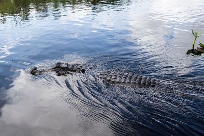 High angle view of crocodile swimming in sea