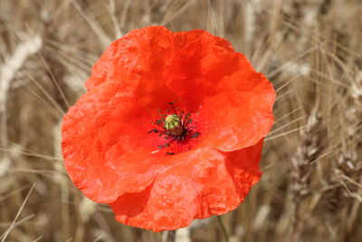 Close-up of insect on red poppy