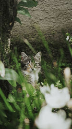 Cat photograph