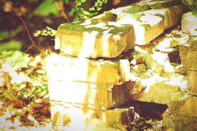 Close-up of moss growing on tree trunk