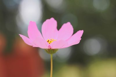 Close-up of pink flower