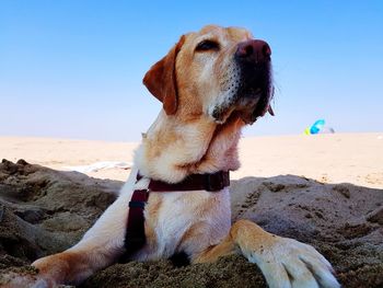 Dog looking away on beach