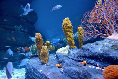 Close-up of fishes swimming in aquarium