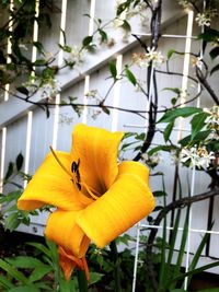 Close-up of yellow flower blooming outdoors